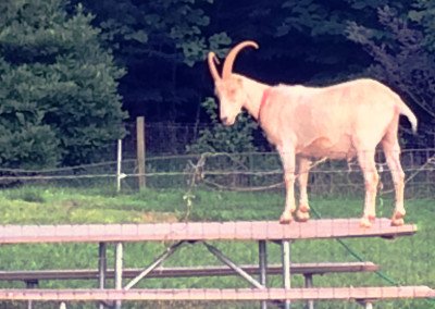 Plein Air Event | 2015